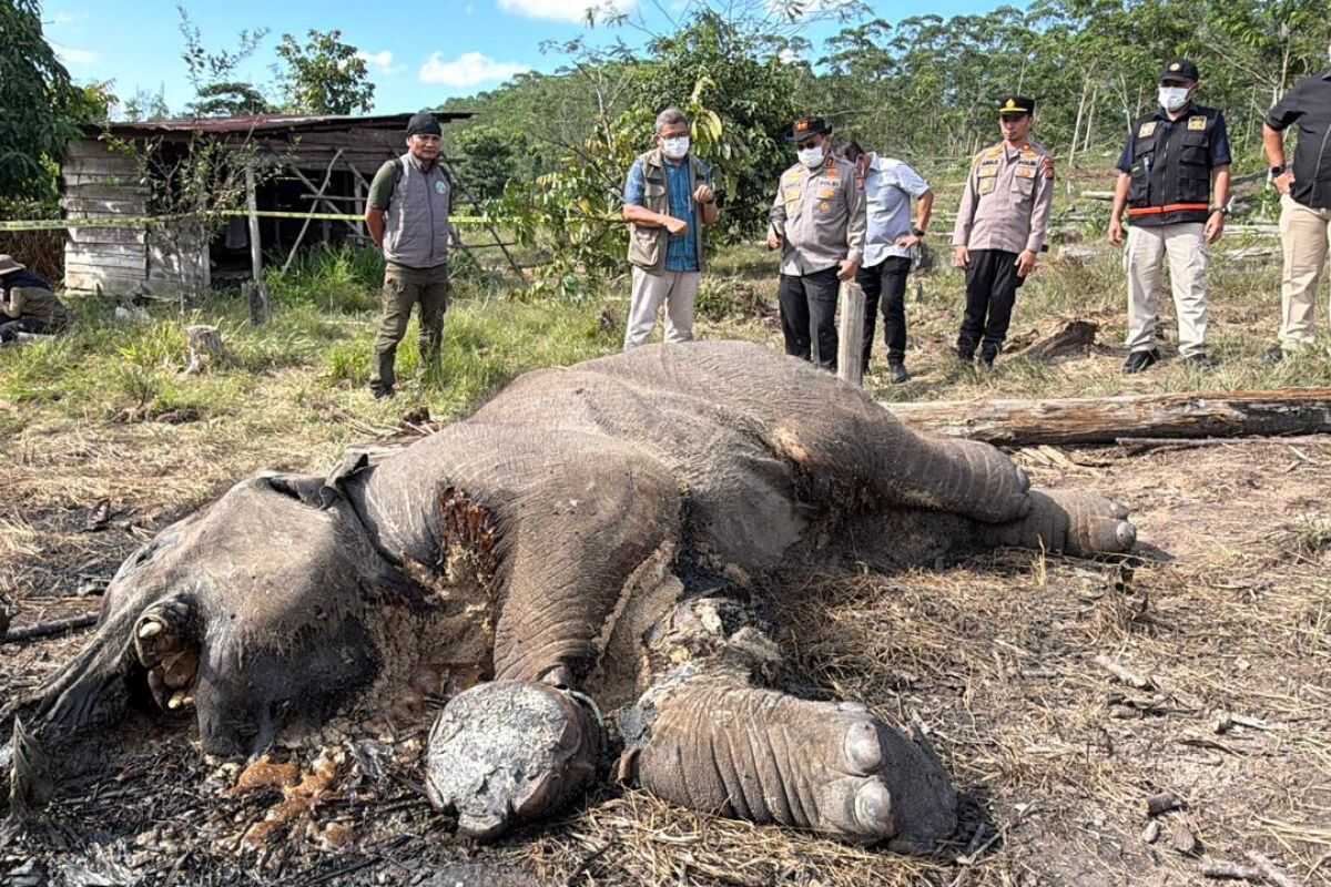 Baby elephant dies after being snared as TNTN tightens patrols in forest areas