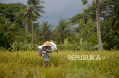 Sleman Regency Loses Thousands of Hectares of Agricultural Land Due to Land-Use Conversions