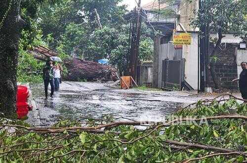 Eight Trees Toppled by Heavy Rain and Strong Winds in Bandung