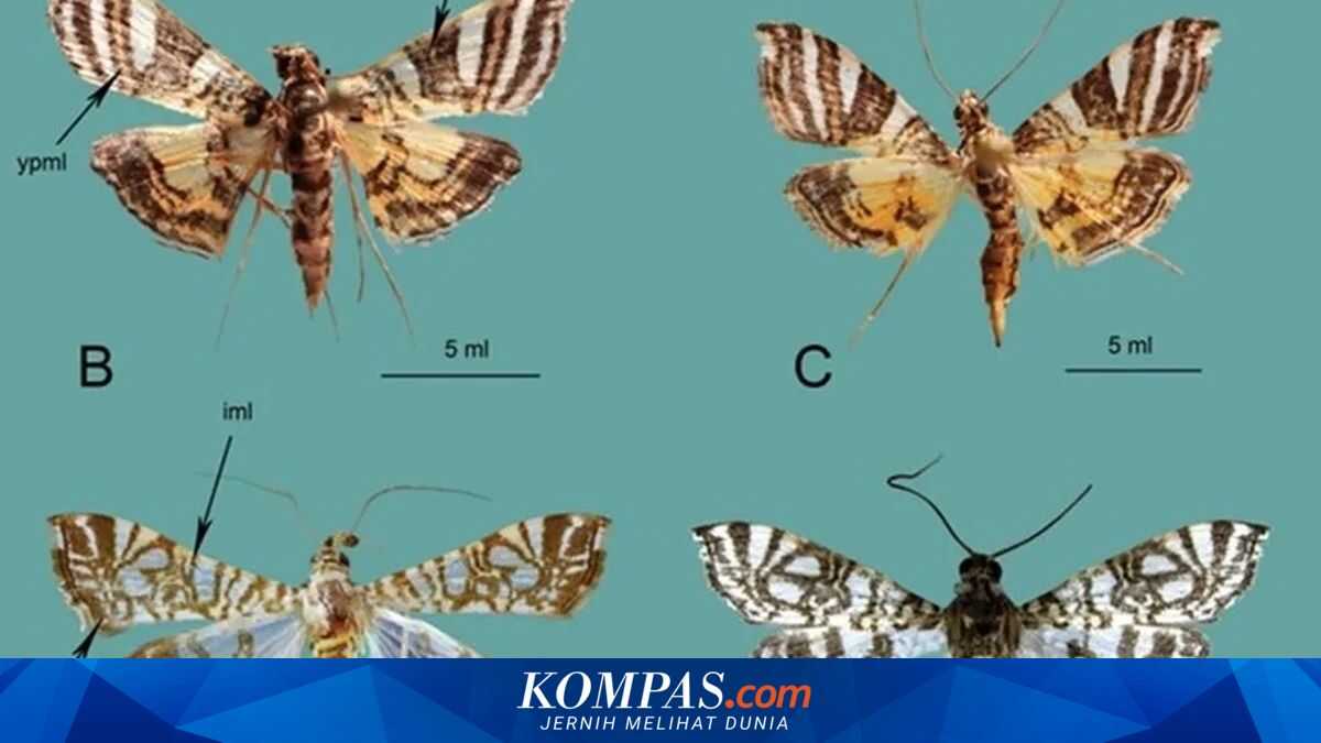 BRIN Discovers Two New Endemic Moth Species from Papua and Sulawesi