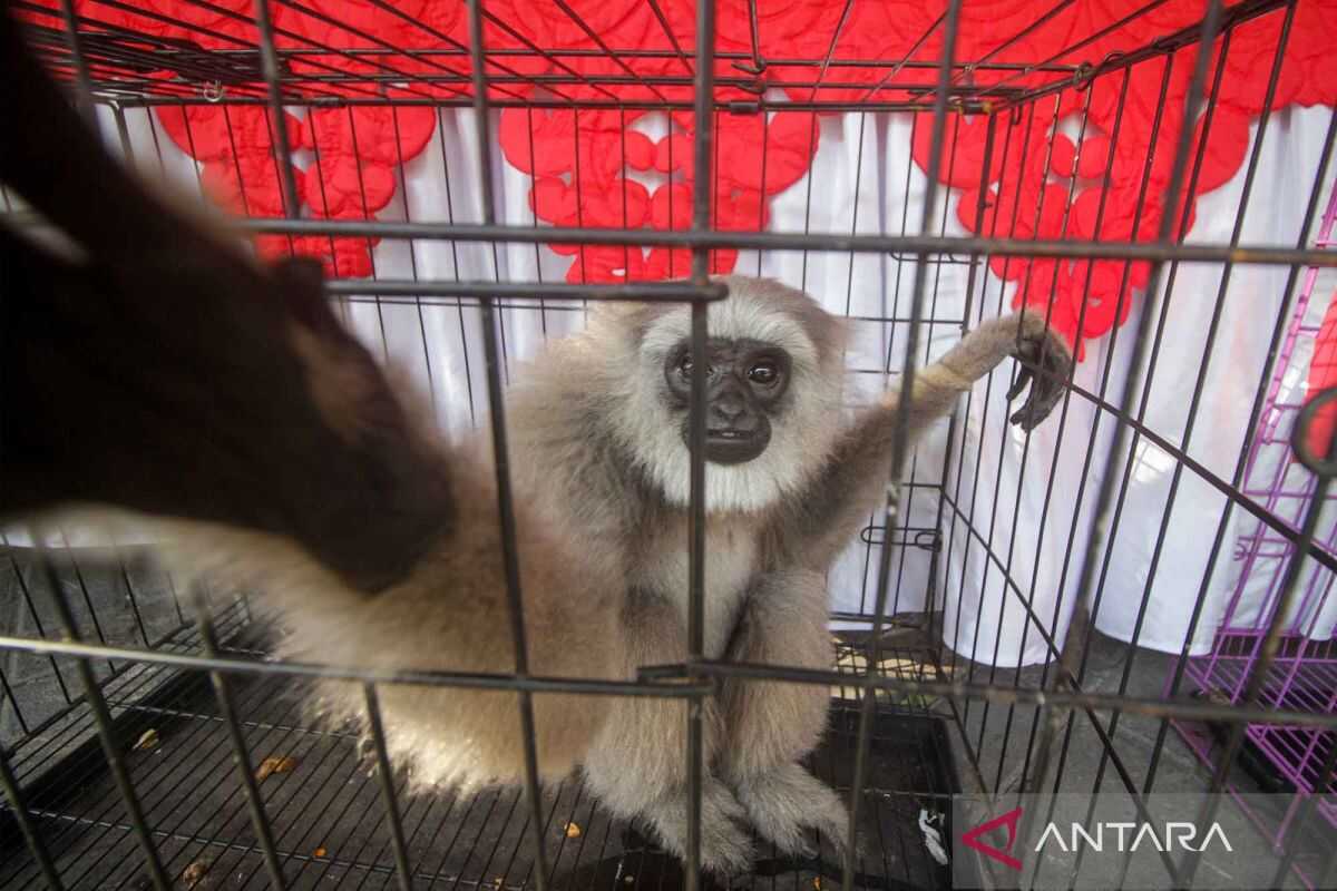 Sidoarjo Police uncover case of protected wildlife trafficking