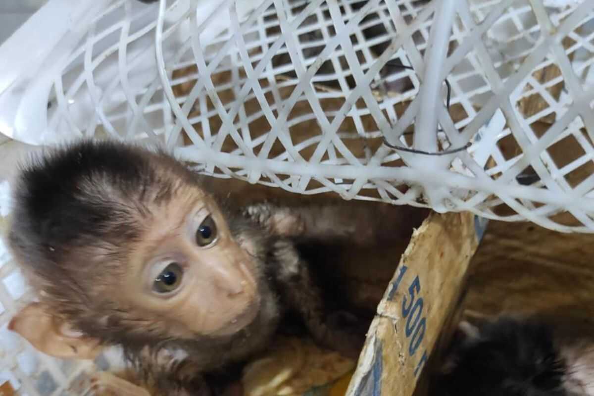 Lampung quarantine authorities foil wildlife trafficking at Bakauheni Port