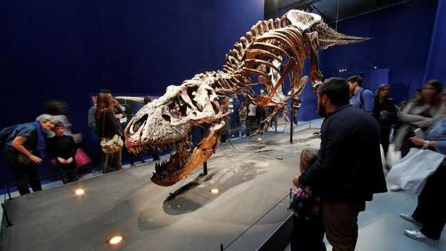 Chicken-Sized Dinosaur Turns Out to Be a Relative of T. rex