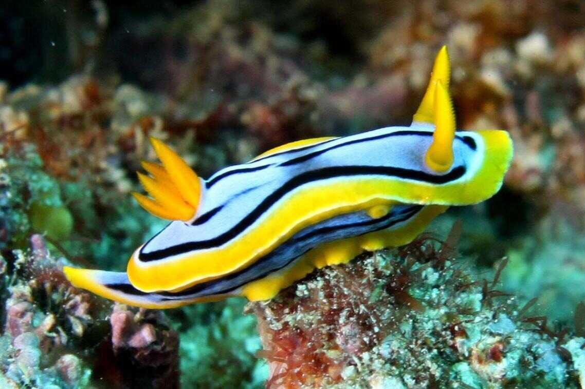 Chromodoris, Beautiful Yet Deadly Sea Slugs
