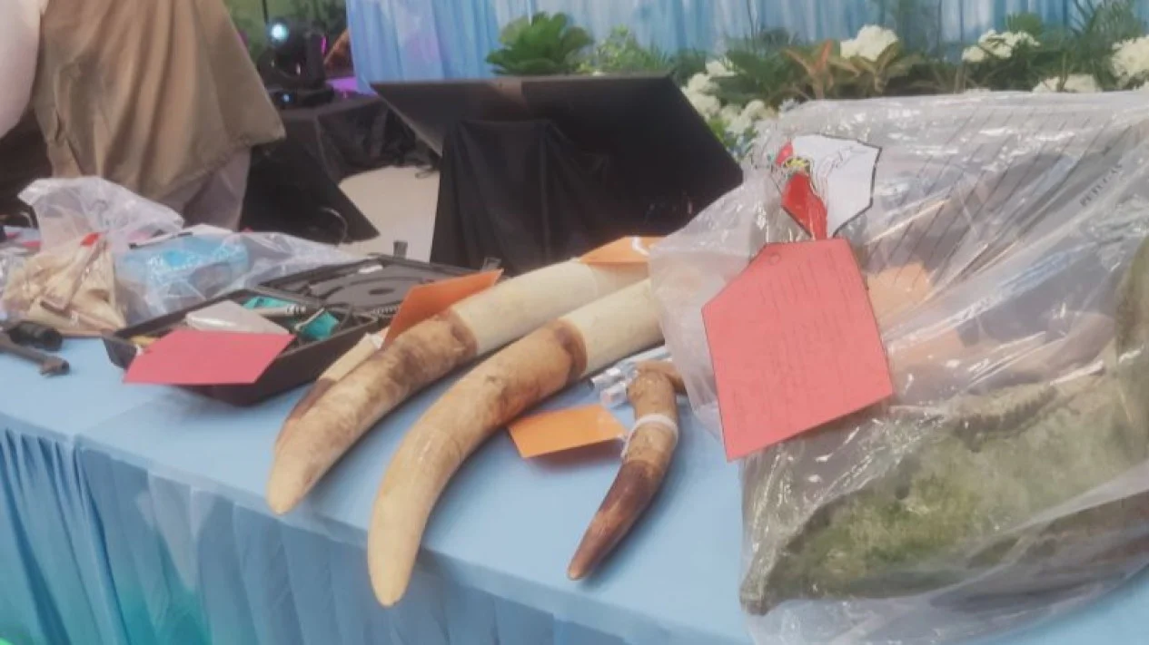 Uncovering a Multi-Provincial Sumatran Elephant-Poaching Network Seen as Evidence of the State’s Presence in Protecting Biodiversity