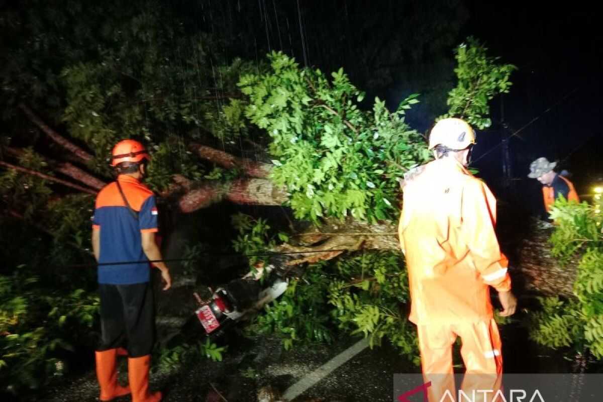 Strong winds injure mother and child when a fallen tree strikes them in Jember