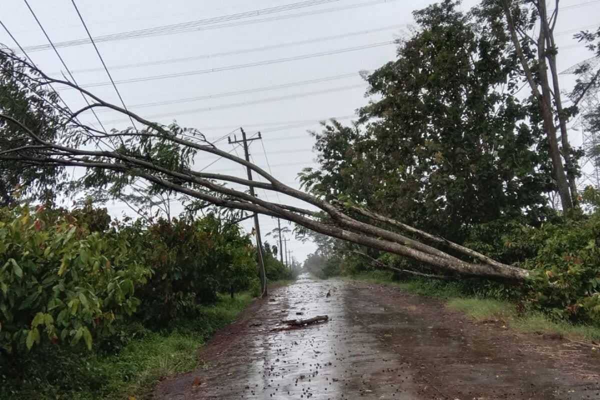PLN: Power supply to 894,053 customers in Central Java disrupted by strong winds