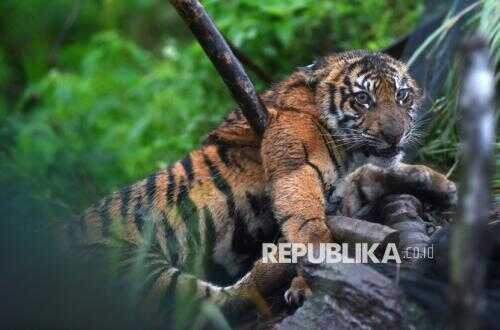 Sumatran Tiger Appears Again, Palupuh Residents Heighten Vigilance