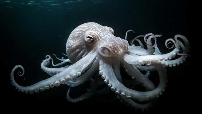 Not a Monkey, This Creature Will Rule the Earth After Humans Die Out