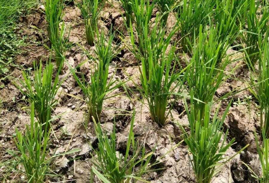 BMKG: 2026 dry season arrives earlier, most regions drier and longer