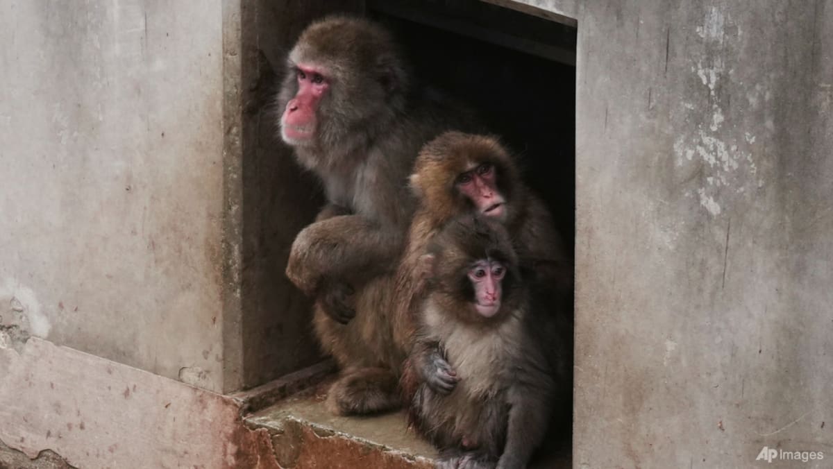 Punch the orphan macaque is outgrowing his plushie and making friends