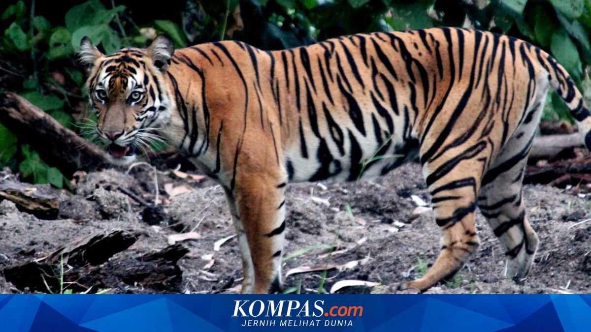Sumatran tiger population continues to decline as loss of prey and habitat becomes a threat