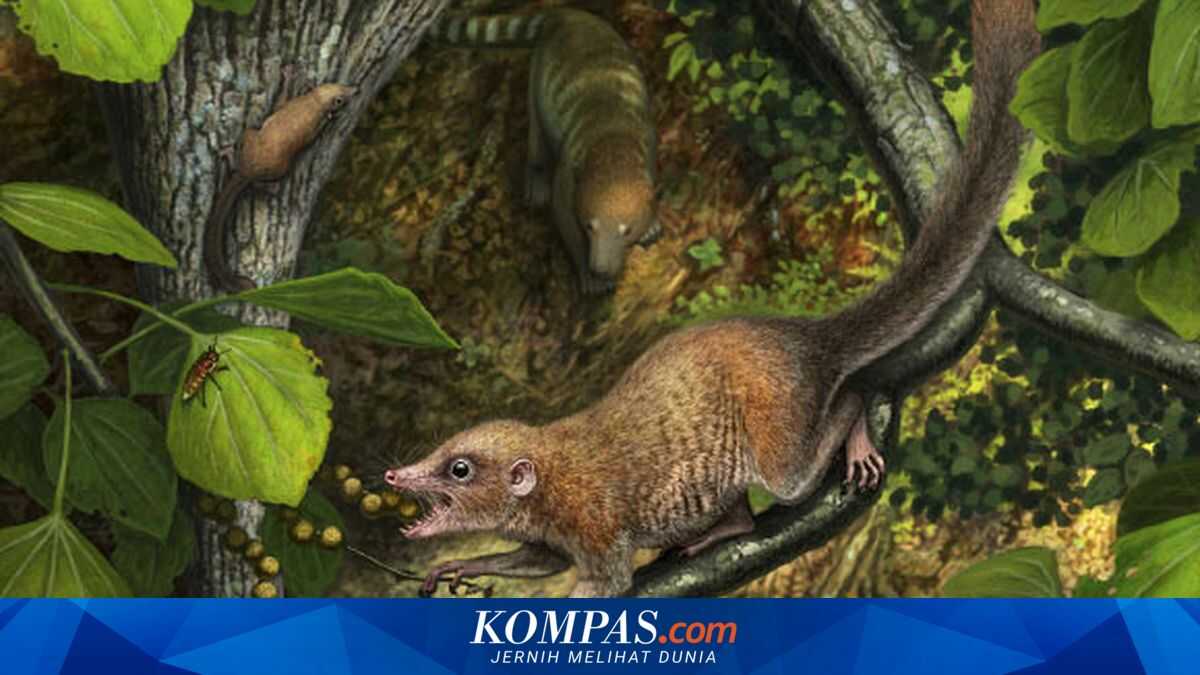 Fossil of the Oldest Primate Relative Found: What Does It Mean for the Origin of Humans?