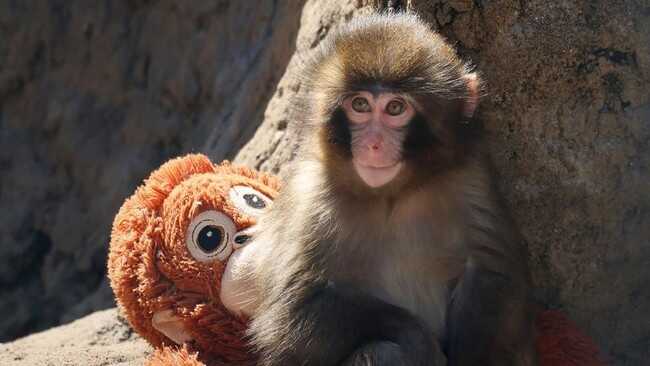 Punch the Baby Monkey Begins Abandoning His Orangutan Plush Toy – What’s Happening?