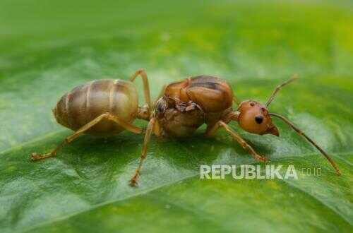 The Tale of the Ant and the Prophets