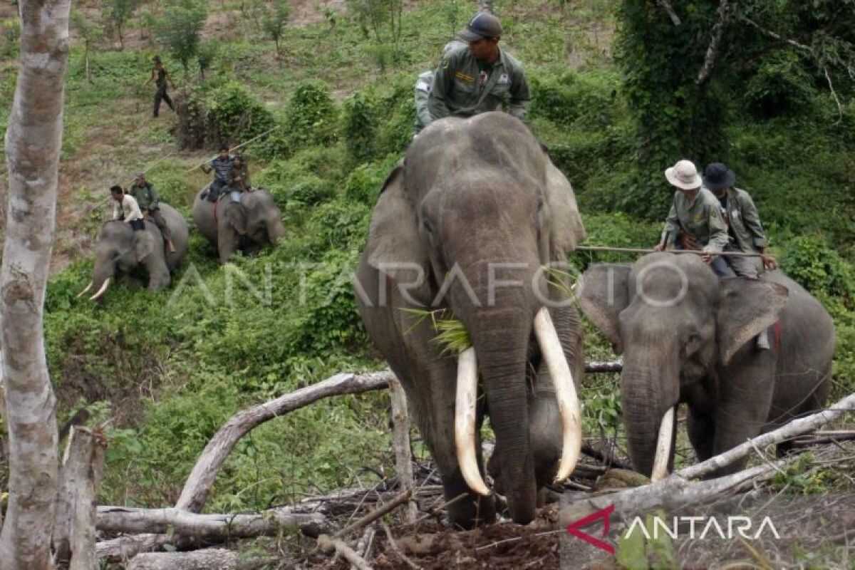 Indonesia to reconnect Sumatran elephant corridors in Riau