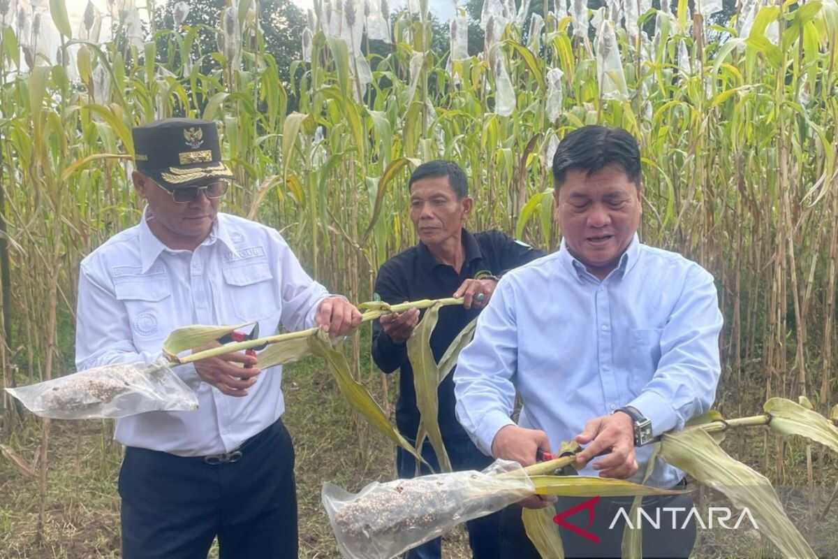 West Java deputy governor: Cirebon to be a model area for sorghum development