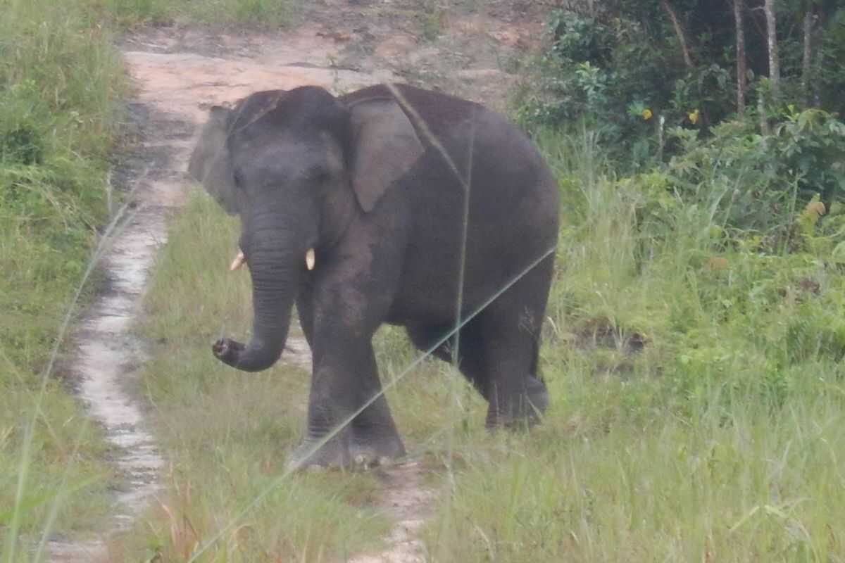 Jambi BKSDA collaborates on action plan to restore connectivity for Sumatran elephants