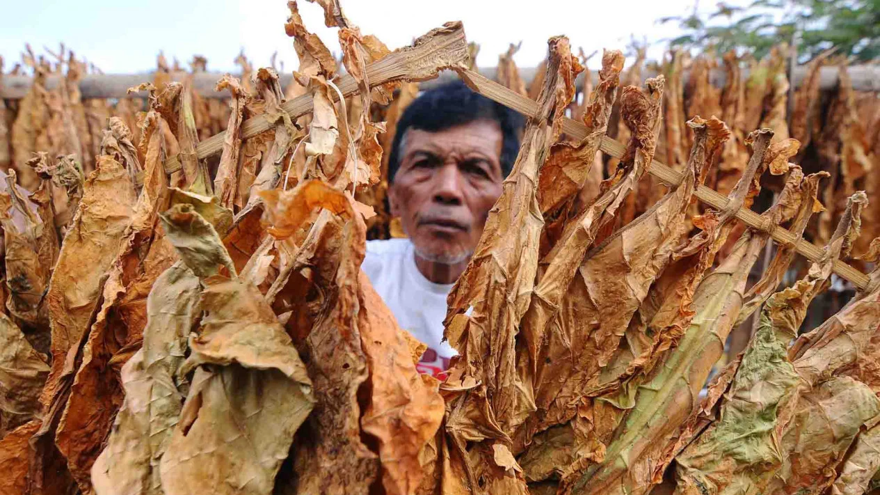 Regulation Limiting Tar and Nicotine Levels Seen as a Catastrophe for Tobacco Farmers
