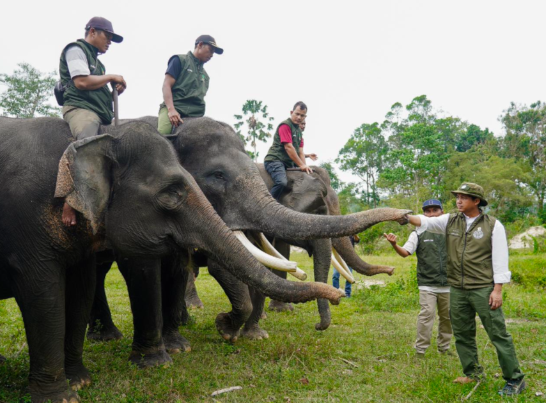 Sebanga and Minas Elephant Training Centres Inspected as Forestry Minister Raja Juli Antoni Ensures Riau Elephant Corridor Will Be Connected Soon