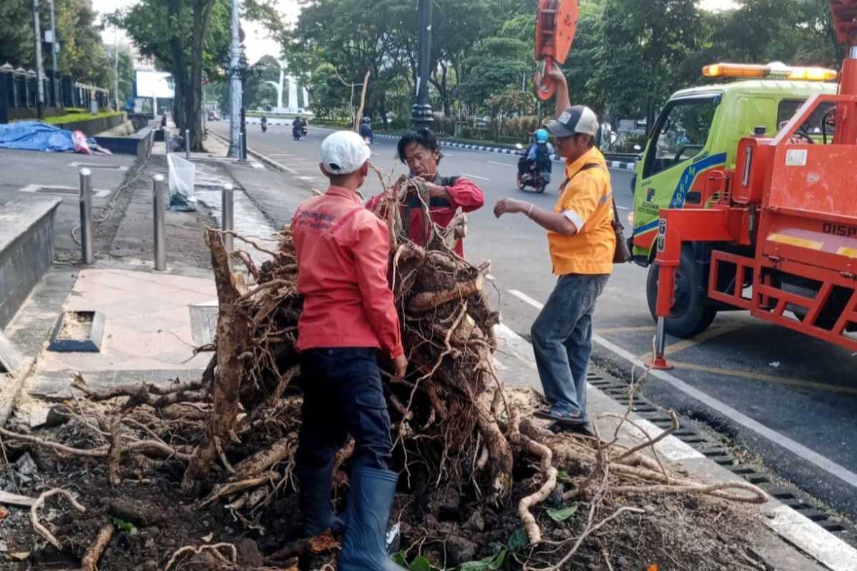 Semarang City Government: 86 trees toppled due to heavy rain and strong winds