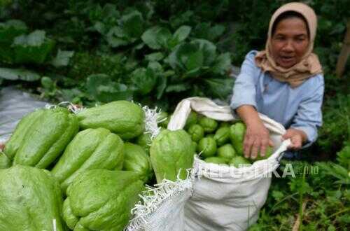 Police Arrest Killer of Elderly Man in Cianjur for Stealing Two Labu Siam (Chayotes)