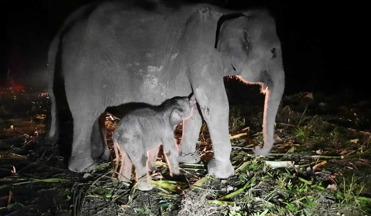 Government to Prepare a Special Presidential Instruction to Save Sumatra's Elephants