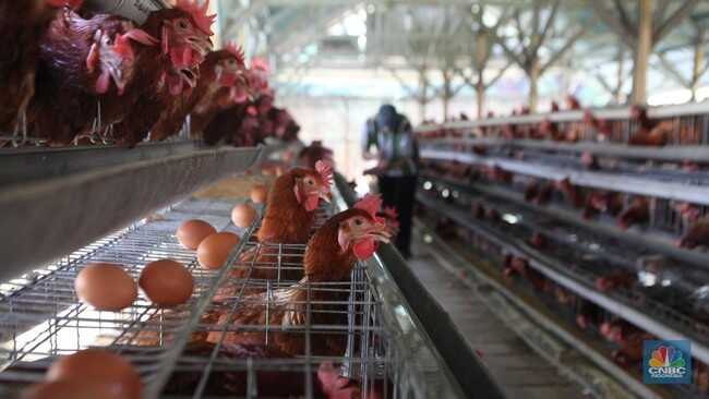US Chicken Imports Opened, Rp20 Trillion Danantara Project Could Be Affected