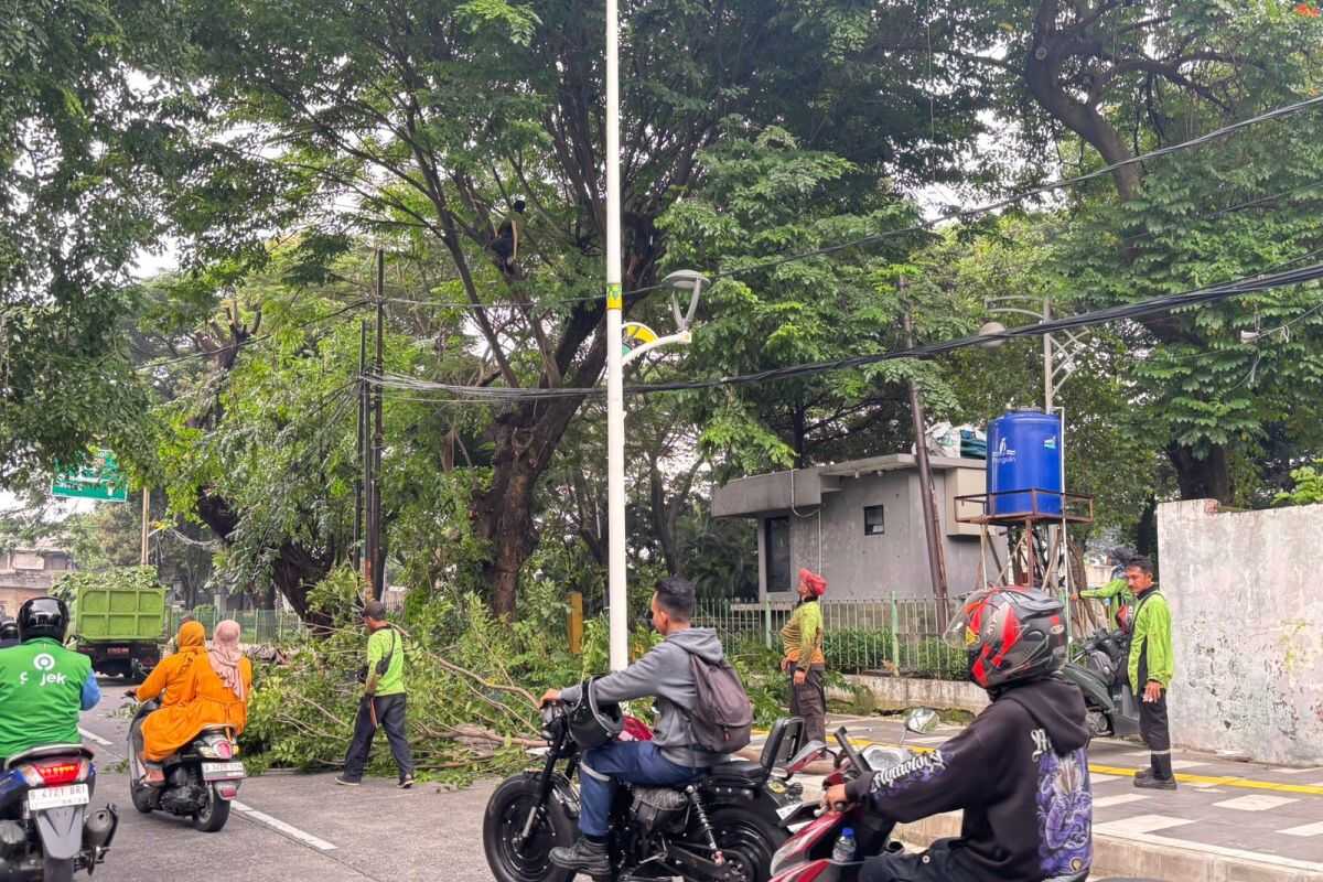 The North Jakarta City Government has addressed 1,150 trees at risk of toppling
