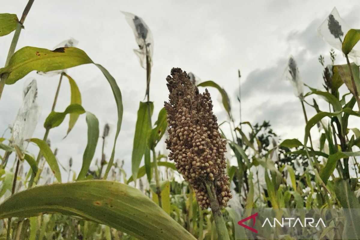 Ministry of Agriculture studies use of sorghum harvest in Cirebon for seed production