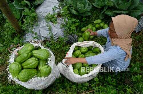Forced to steal two chayotes for breaking his fast, an elderly man in Cianjur dies after being beaten by a neighbour