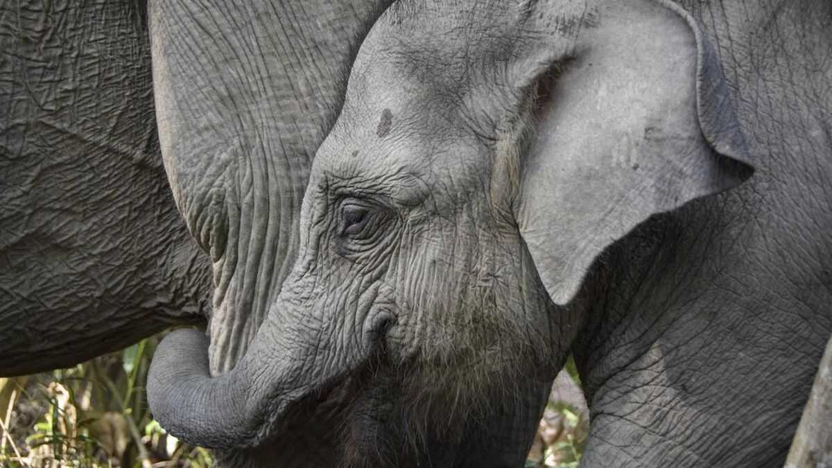 Environment and Forestry Minister Reveals Elephant Corridor in Riau Will Be Connected Soon