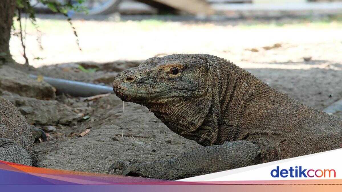 Bad Weather Limits Visits to Komodo National Park to Rinca Island Only