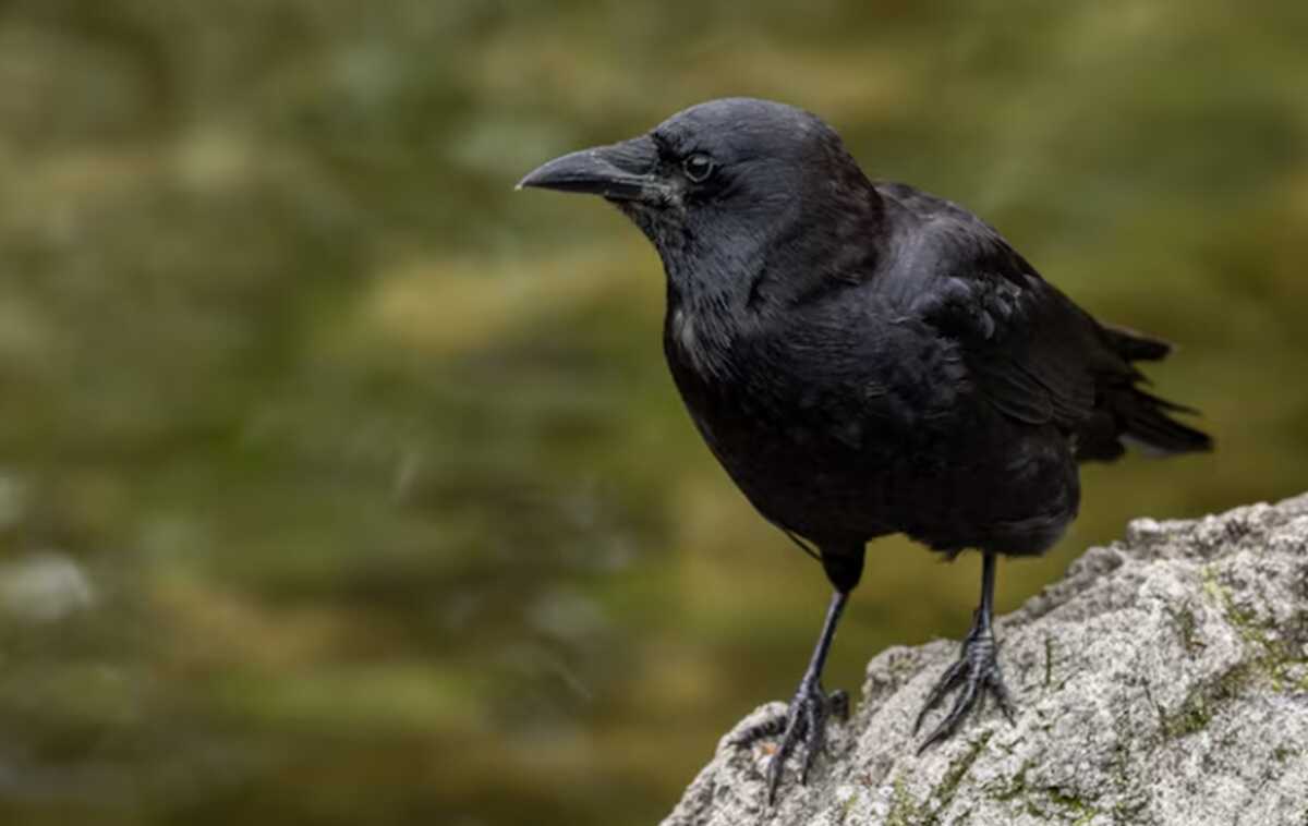 Turns out it's not just humans! Carrion crows prove they have geometric intuition