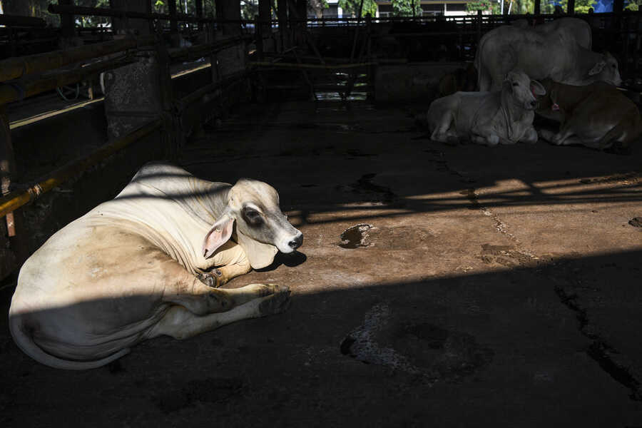 Dharma Jaya to Build Cattle Pens in Ciangir, Initial Capacity 1,000 Head