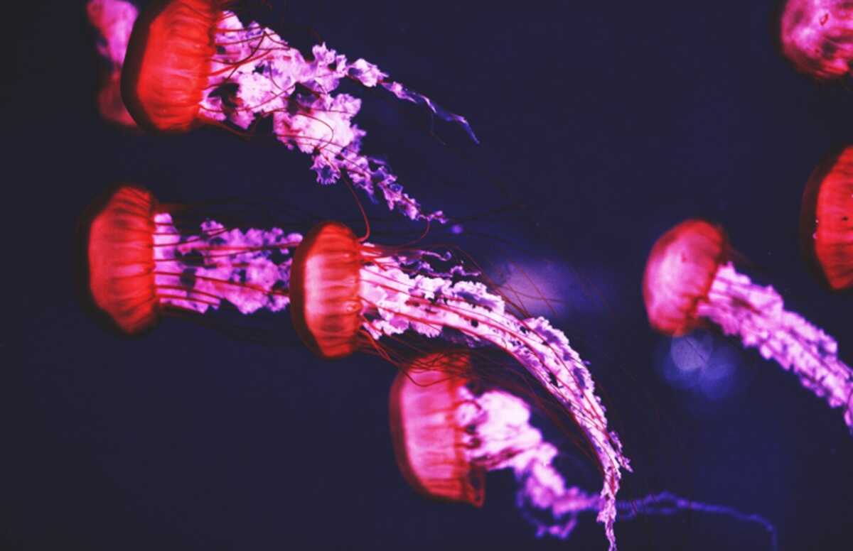 A 112-Million-Year Secret: Scientists Uncover the History of Deep-Sea Biofluorescent Fish