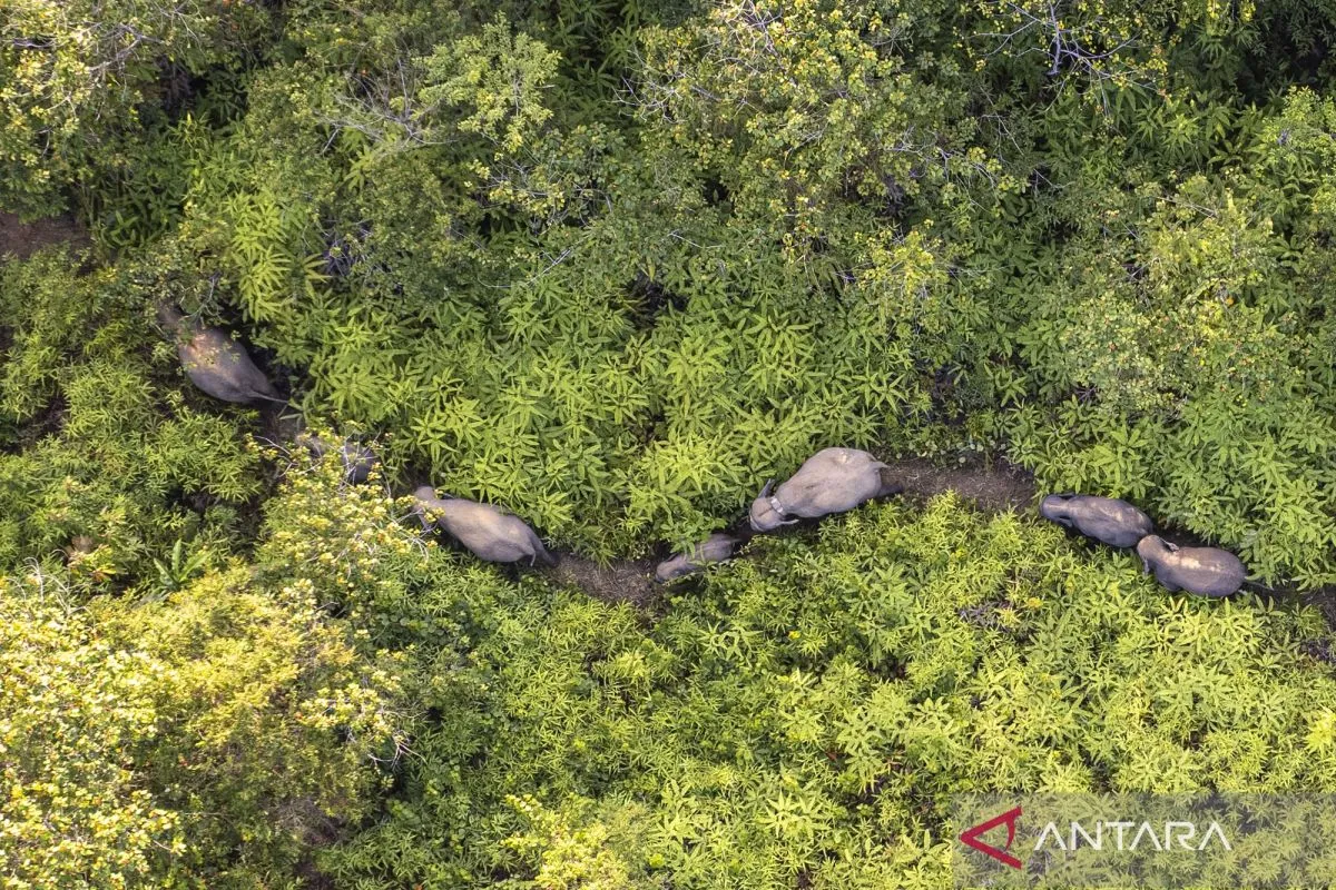 Indonesia Government Plans New Policy to Save Endangered Sumatran Elephants