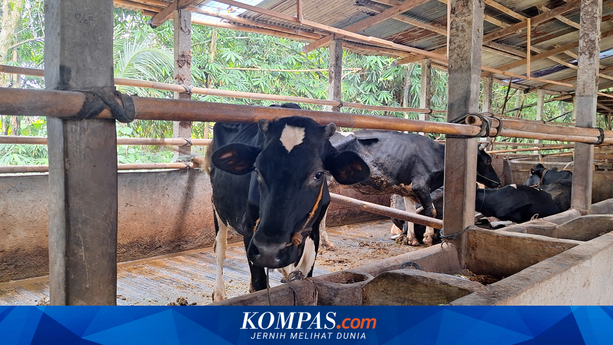 DKI Provincial Government to Build a 1,000-Head Cattle Shed in Ciangir