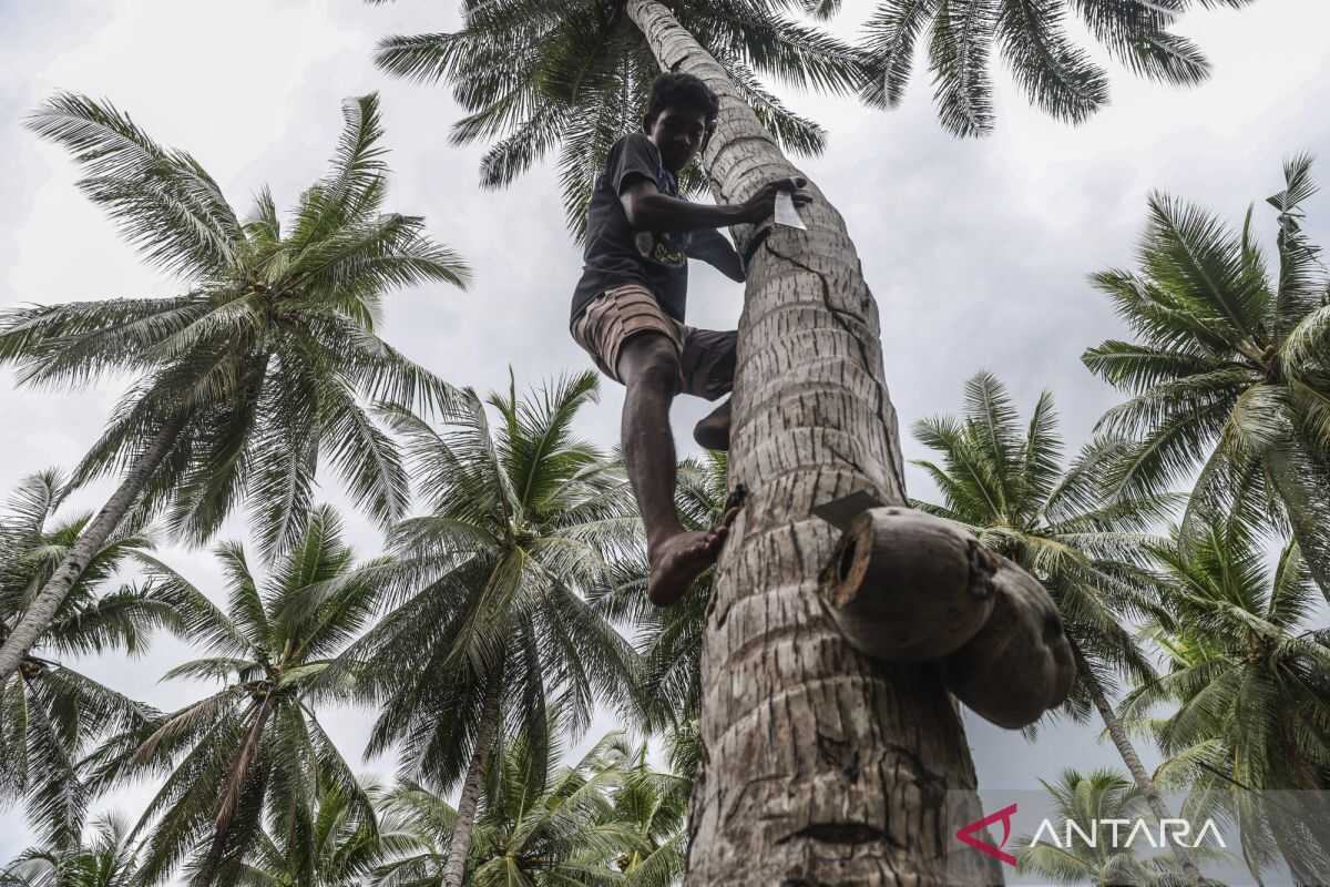 Weaving a Circular Coconut Economy for Coastal Villages
