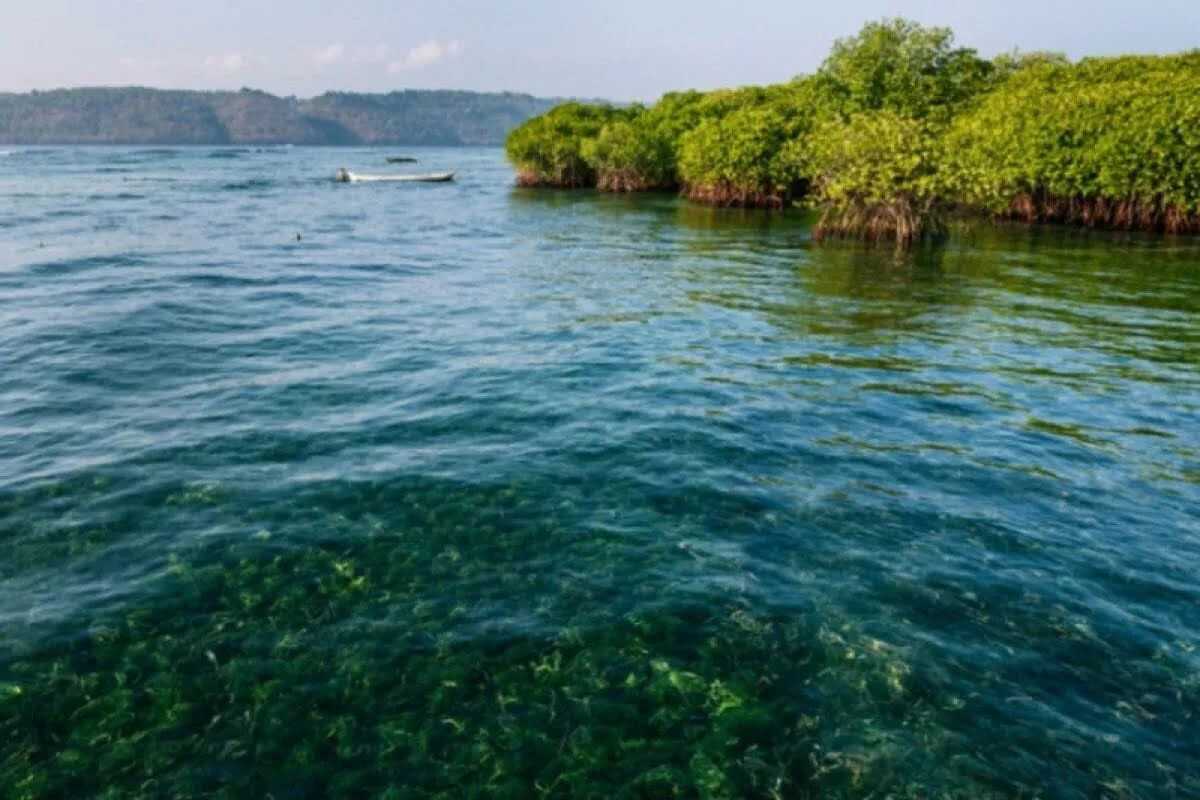 Seagrass as a Pillar of Indonesia's National Climate Future