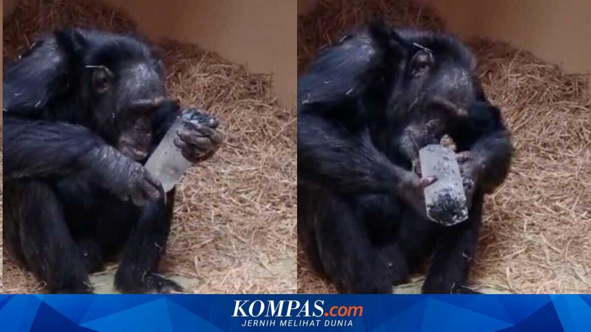 Why Are Humans and Chimpanzees Fascinated by Crystals?