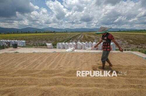 Rice stocks are abundant; Ministry of Agriculture opens up greater rice export opportunities