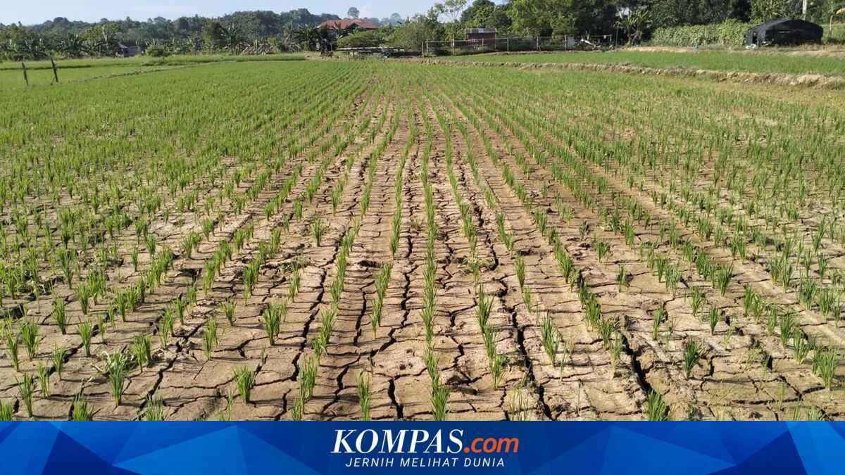 Government Urged to Mitigate Potential Prolonged Drought in 2026