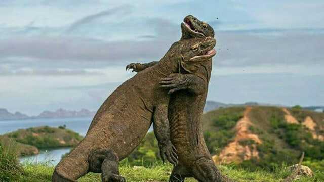 Labuan Bajo's Exotic Allure Becomes Even More Enticing