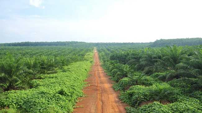 B50 Requires a Large CPO Supply, Smallholder Palm Oil Farmers as the Hope