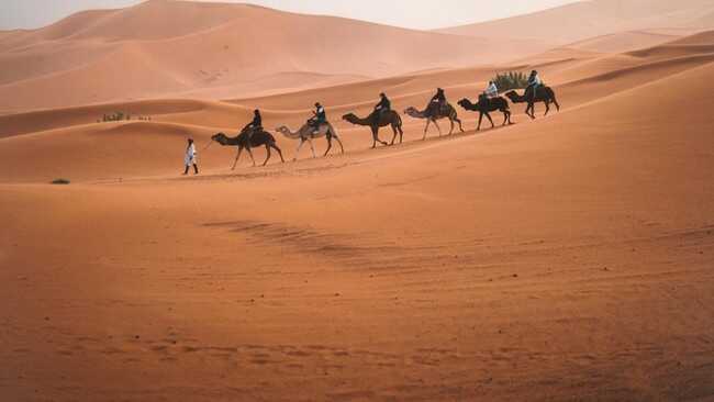 11 Animals Mentioned in the Qur'an: Ants, Monkeys and Camels