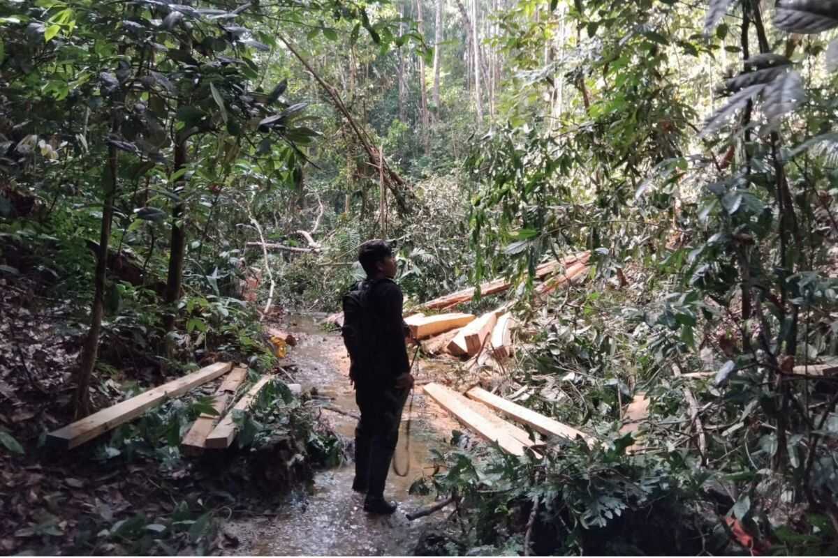 Ministry of Environment and Forestry arrests illegal logger in Bukit Tiga Puluh National Park area