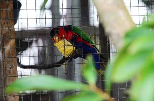 Burung Indonesia Releases IBA Papua Data: 14 Species Globally Endangered