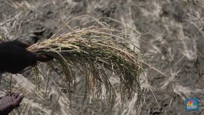 El Niño Alert, Farmers Rush to Plant and Swap Rice Seed Varieties, Choose Palawija