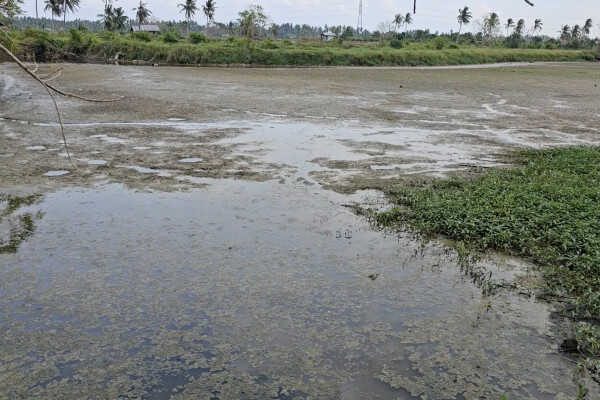 Lhokseumawe City Government Begins Repair Phase for Disaster-Damaged Shrimp Ponds